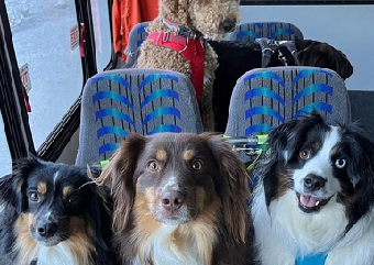 Υπάρχει λεωφορείο αποκλειστικά για σκύλους ‑ Δείτε το viral βίντεο